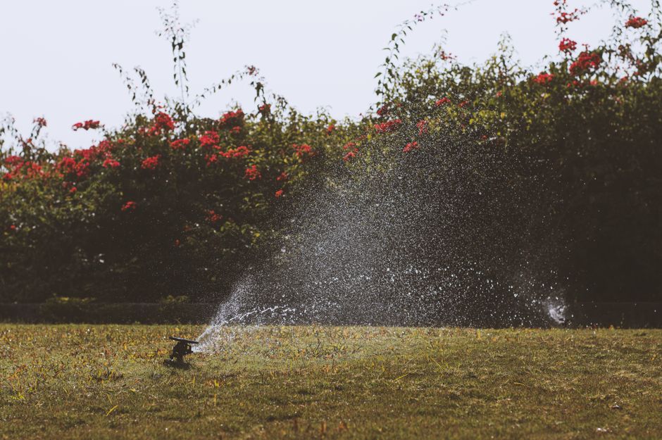 Lawn sprinkler watering a newly installed landscape design